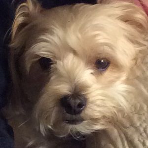 Meet your Posher, Karen